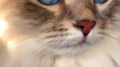 A cat loking cone fuj