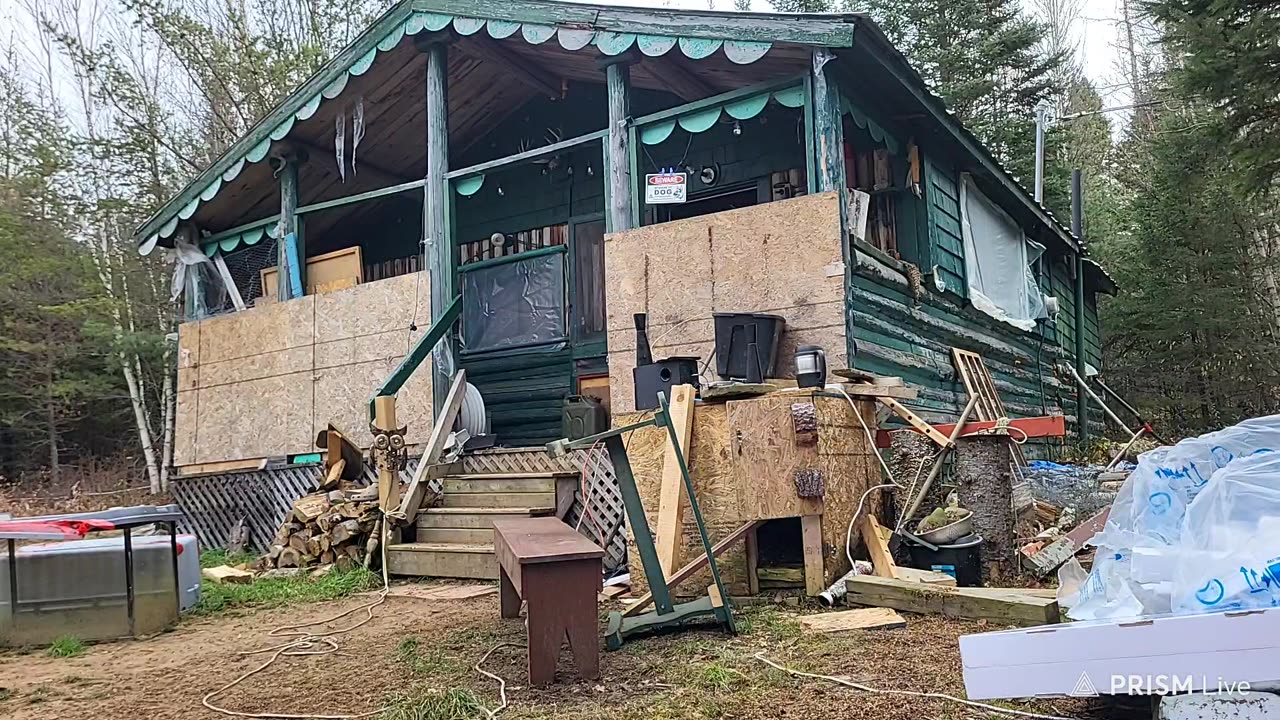 FIRST STREAM, homestead life. BUTCHERING my pigs today