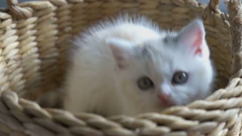 Slow motion of funny tabby kittens breed Scottish Fold playing in the basket