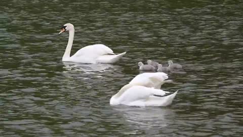 Swans swim in the lake