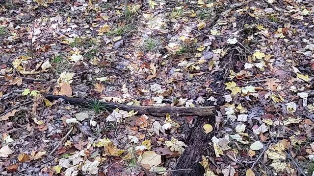 I spy mushroom hunting, pause in the beginning to search for the mushroom.