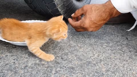 The Cute Cat🥰