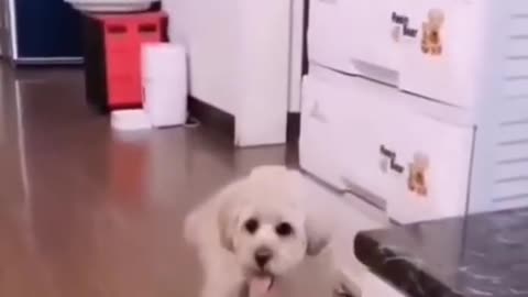 Cute Dog Videos 🐶 Funny Dogs