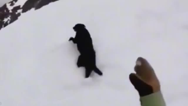 Funny pet