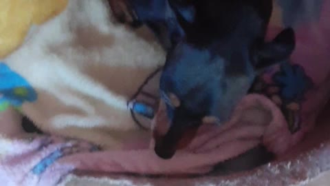 My poppy puppy