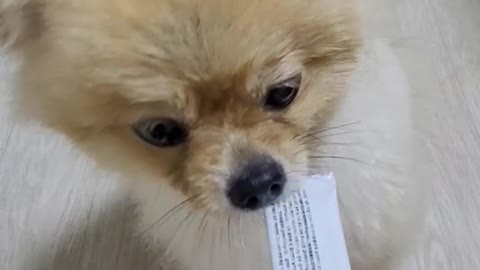 Cute puppy is eating a snack