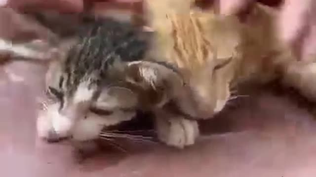 Cat Rescue
