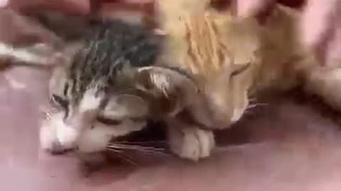 Cat Rescue