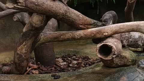 Oriental small clawed otter_神戶動物王國_KoBe Animal Kingdom_亞洲小爪水獺