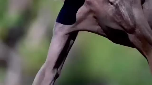 A strange breed of dog | Dog Video