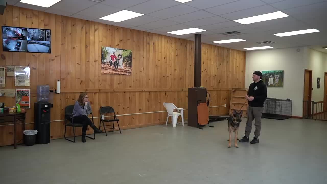 How to leash train your dog not to pull dog training loose lead walking