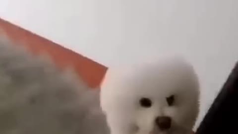 Cute Little White Dog Walking
