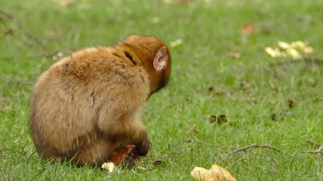 What kind of monkey is this?