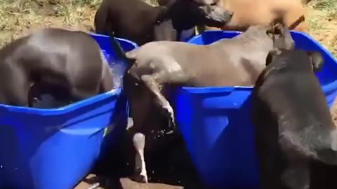 Pitbulls Being Cute: Family Can't Stop Fostering Pit Bulls | The Dodo