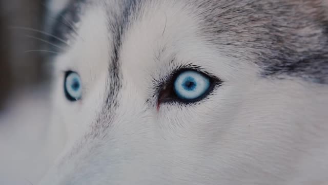 Cute Husky Face