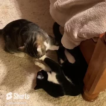 3 Fuzzy Solos demonstrate their Kung Fu skills