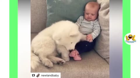 Funny Cute babies playing with dogs
