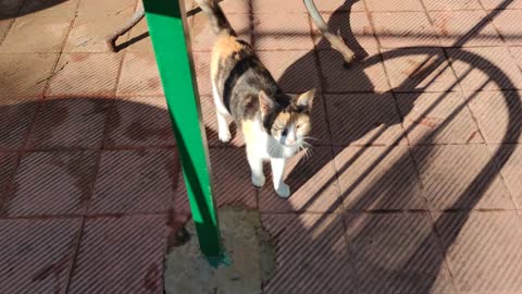 A Cute Cat With Multiple Colors Looking For A Therapeutic Foreplay Session (2021)