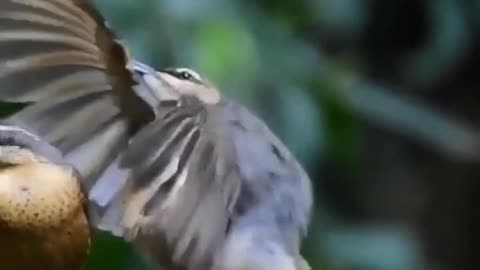 Male Epic meeting the dance