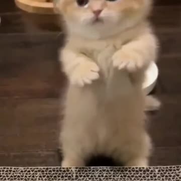 Cats Doing Cat Things😹 #13