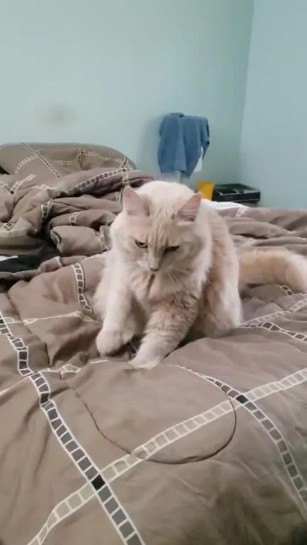 Princessa Pocahontas is Content