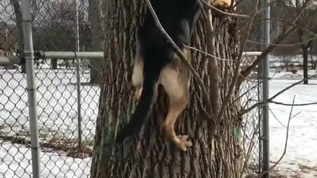 German shepherd climbs tree to chase squirrel in snow