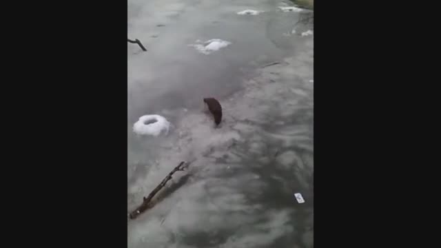 otter