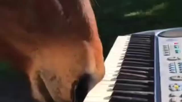 Horse playing with keyboard