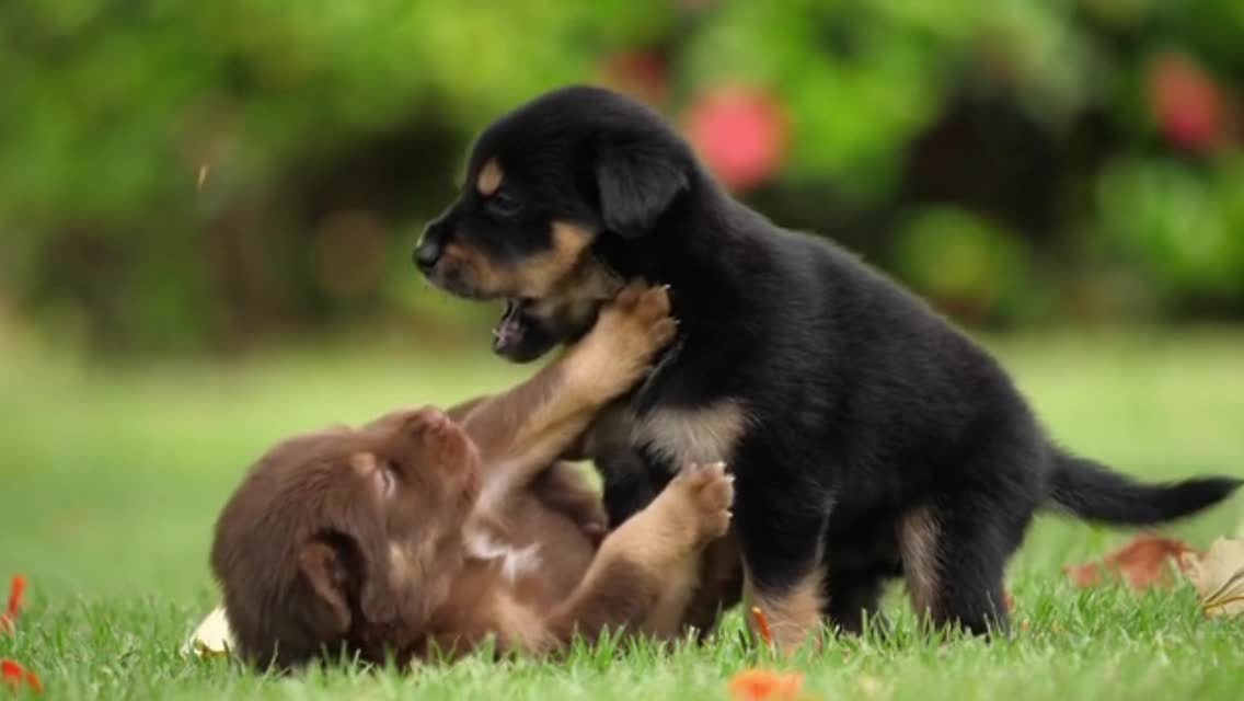 adorable puppies playing 2021