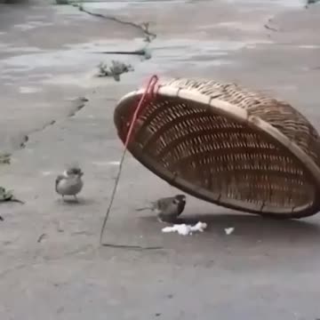 Birds love