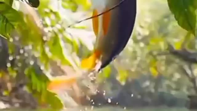 Very hungry fish