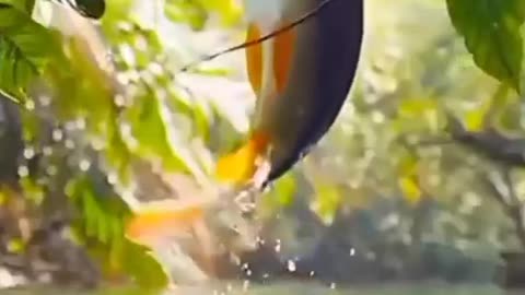 Very hungry fish