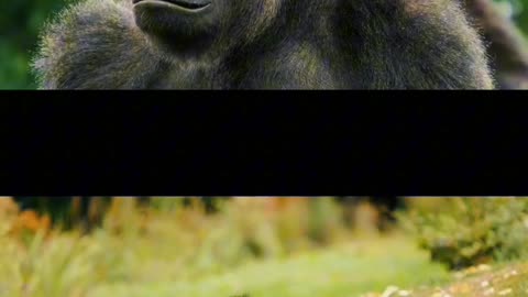 Interesting|Unknown Facts about GORILLAS