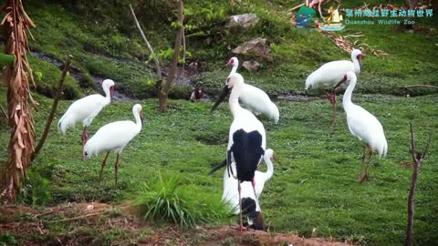 Red-crowned cranes