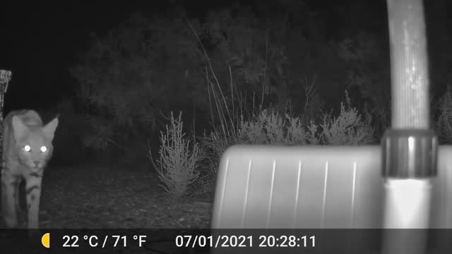 Bobcat close-up