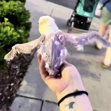 The girl found a bird egg in garden