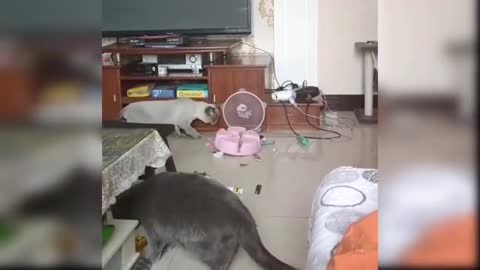Baby Cats - Cute and Funny Cat Videos Compilation #35 | Aww Animals