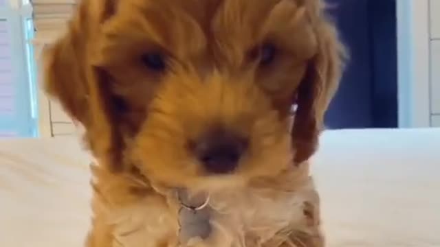 Cute dog funny moment 2022 | dog very funny video| cute honny2022