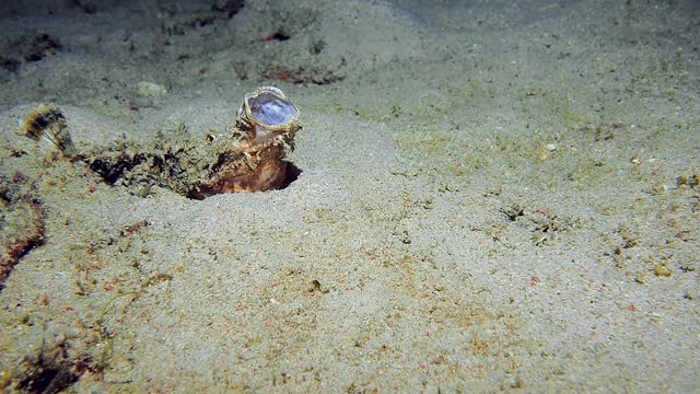 Spiny Devilfish Opens Huge Mouth