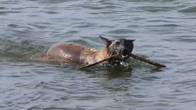 The dog swims through the waves for a stick