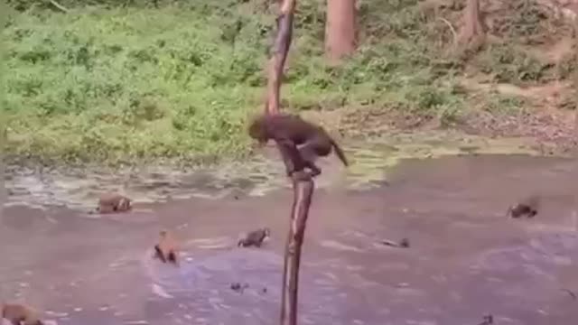 Monkeys are having fun!