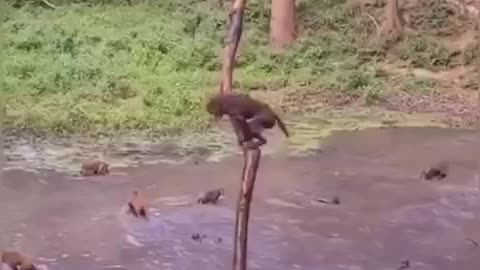 Monkeys are having fun!