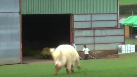 Love Seeing Animals When They Are Happy_