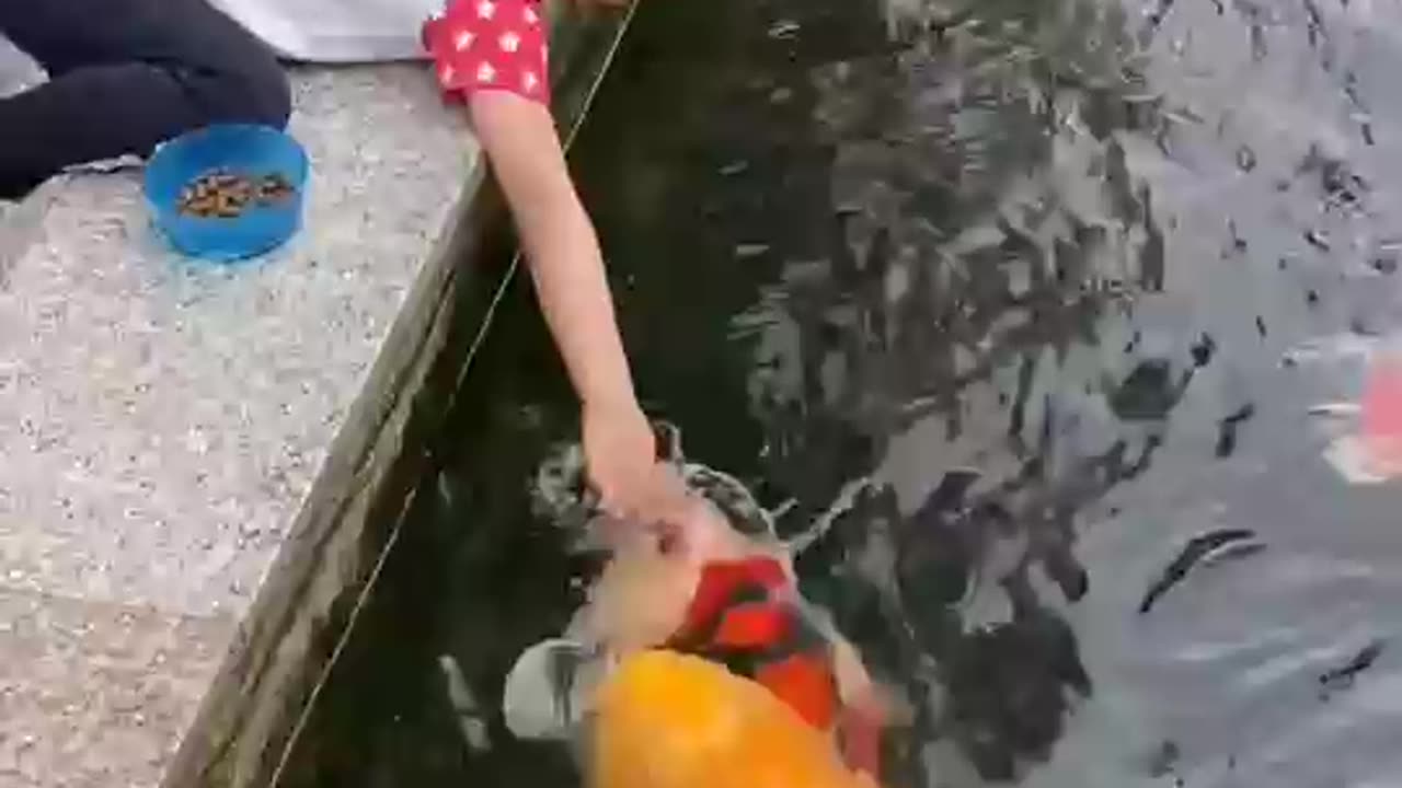 cute_ fish🐠_in the water eating