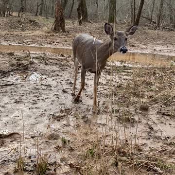 Unexpected Visitor at the Deer Feeder