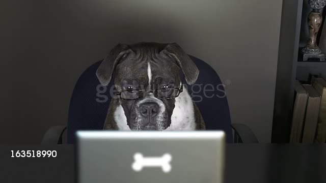 Boxer Dog Reading From A Tablet