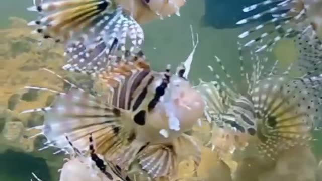 Amazing Sea Water Animals Reaction