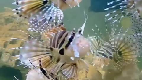 Amazing Sea Water Animals Reaction