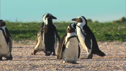 Funny Penguin Video