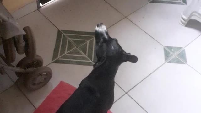 Pets Querendo sair kk